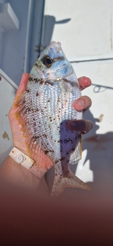 Gymnocranius grandoculis observed 2026-06-16