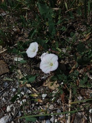 Convolvulus arvensis
