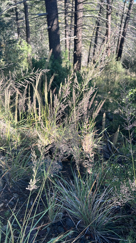 Muhlenbergia emersleyi, 2026-10-06