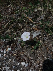 Convolvulus arvensis