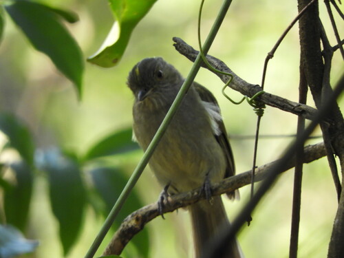 Pale-bellied Tyrant-Manakin