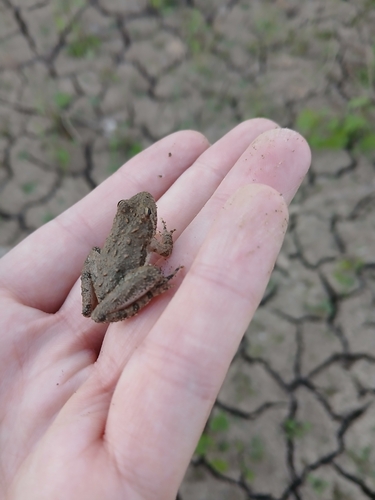 Blanchard's Cricket Frog