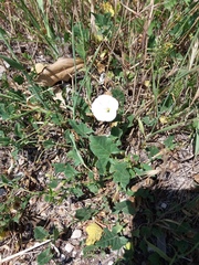 Convolvulus arvensis