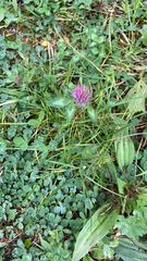 Trifolium pratense