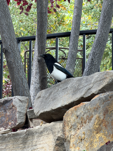 Black-billed Magpie