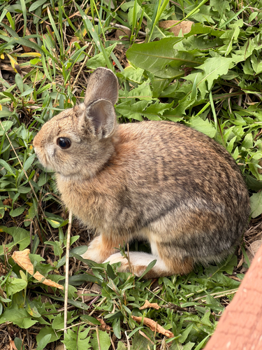 Mountain Cottontail