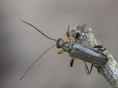 Cortodera femorata