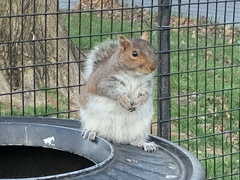 Sciurus carolinensis