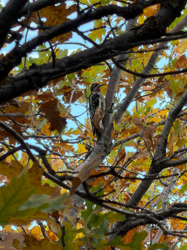 Red-naped Sapsucker