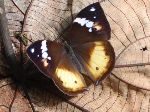 African leaf butterfly