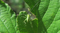 Leptophyes punctatissima