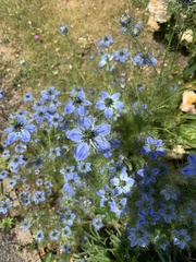 Nigella damascena