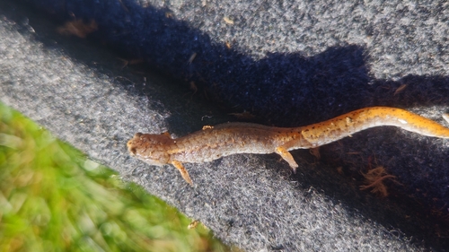 Four-toed Salamander