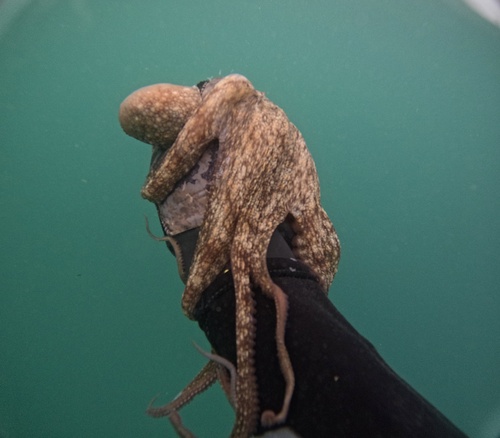 Common Octopus