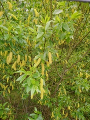 Salix pentandra