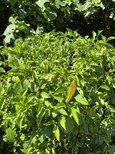 Colubrina asiatica observed 2026-10-04