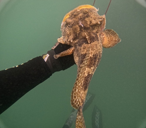 Lusitanian toadfish
