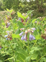 Symphytum × uplandicum