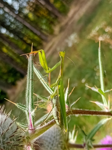 European Mantis