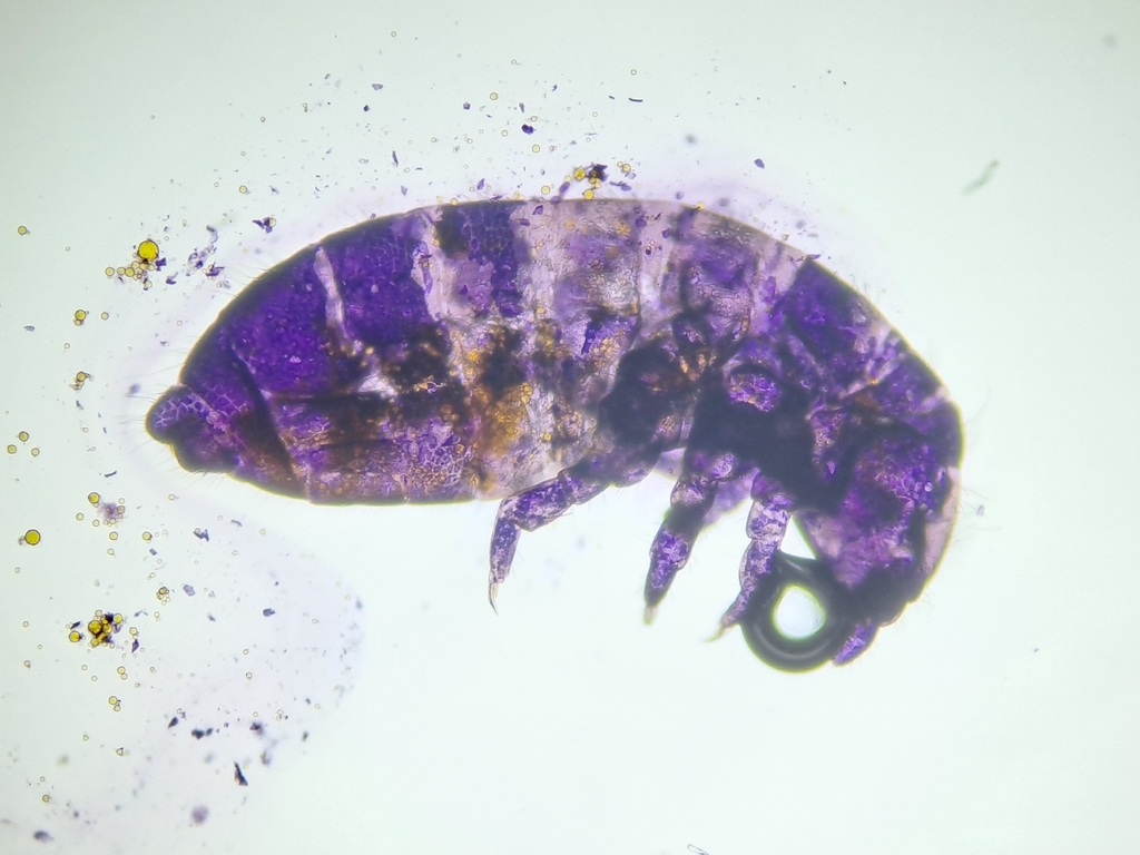 Anurida bisetosa