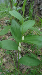 Polygonatum humile