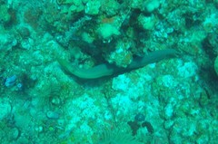 Gymnothorax funebris