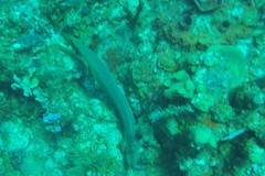 Gymnothorax funebris