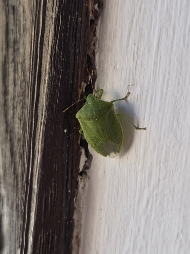Southern Green Stink Bug