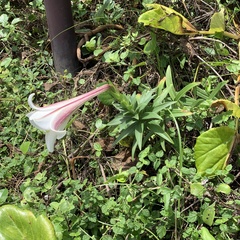 Lilium longiflorum scabrum