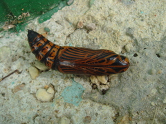 Isognathus scyron