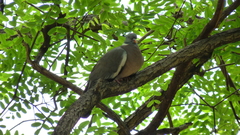 Columba palumbus