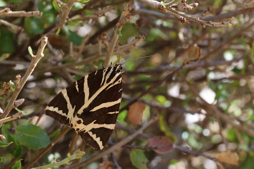 Jersey Tiger