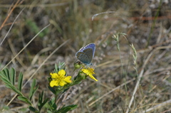 Plebejus argyrognomon