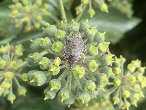 Brown Marmorated Stink Bug