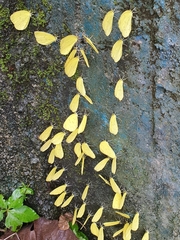 Eurema blanda
