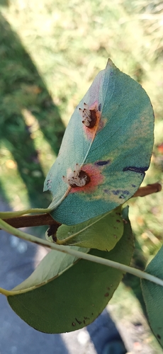Pear Rust