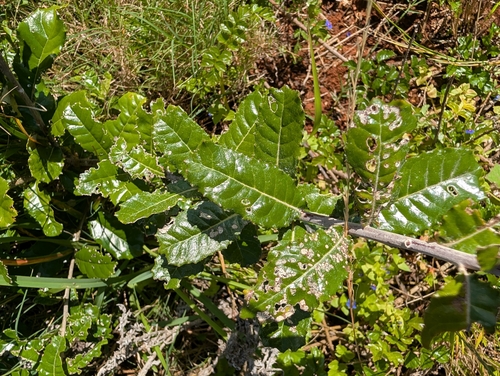 Brachylaena discolor observed 2026-10-07