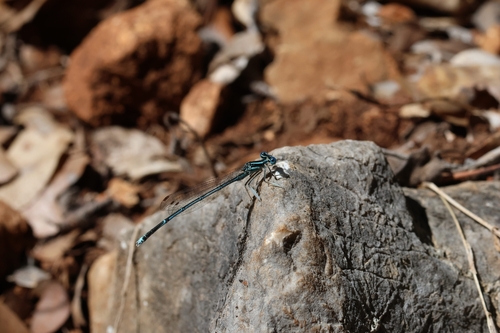Blue Featherleg