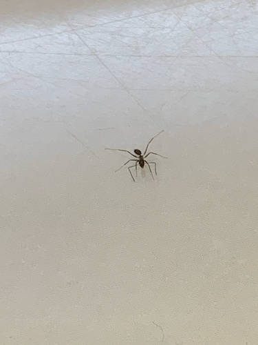 Longhorn Crazy Ant