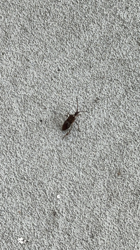 Western Conifer Seed Bug