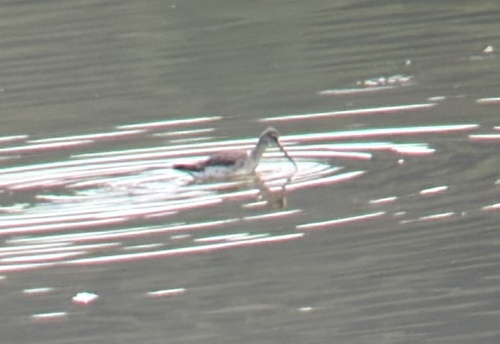 Spotted Redshank