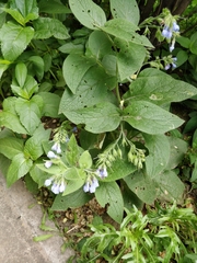 Symphytum caucasicum