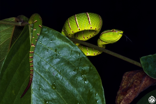 Bornean Keeled Pit Viper