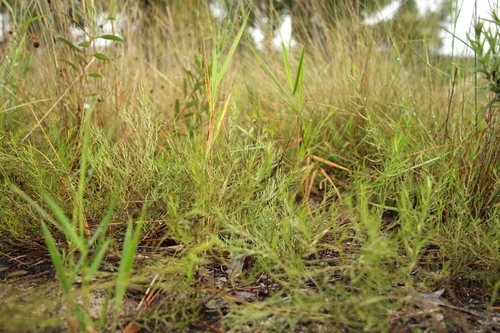 Krameria secundiflora, 2026-10-06