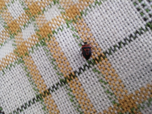Two-spotted Stink Bug