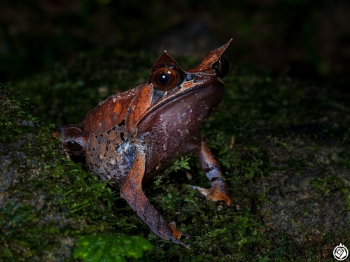 Long-nosed Horned Frog