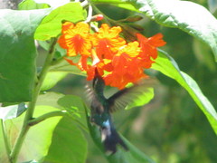 Cynanthus forficatus