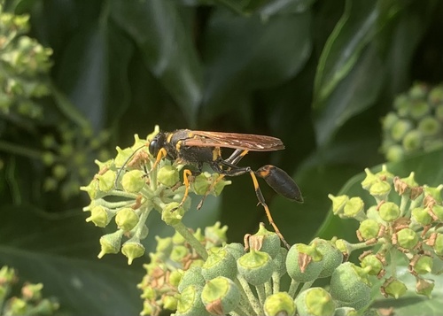 Yellow-legged Mud-dauber Wasp