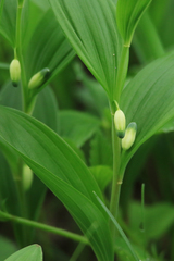 Polygonatum humile