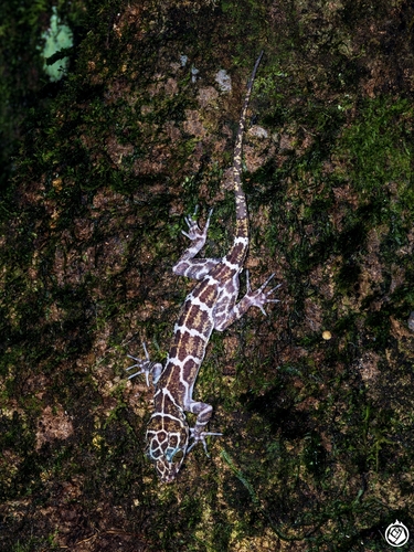 Borneo Bow-fingered Gecko